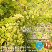 ロニセラ・バゲッセンスゴールド 【庭木 3号ポット苗 花木苗／1個売り】|植木・花木