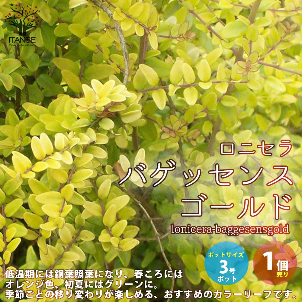 Itanse良品ｾﾚｸﾄ通販