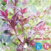 ロニセラ・レッドチップ 【庭木 3号ポット苗 花木苗／1個売り】|ロニセラ|カラーリーフ