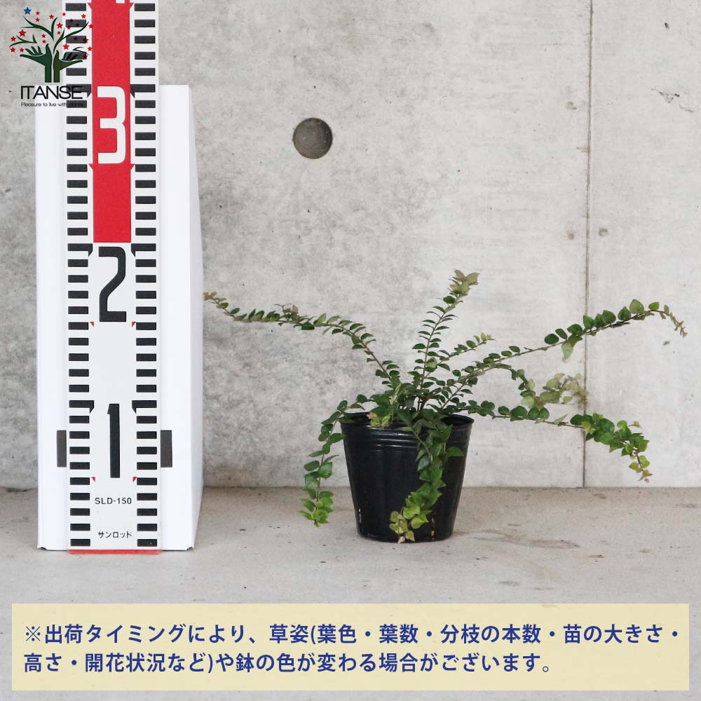 レッドチップ錦  抜き苗  微斑【特定記録付】 センニチコウ ストロベリー フィールド｜種（タネ）,球根,苗