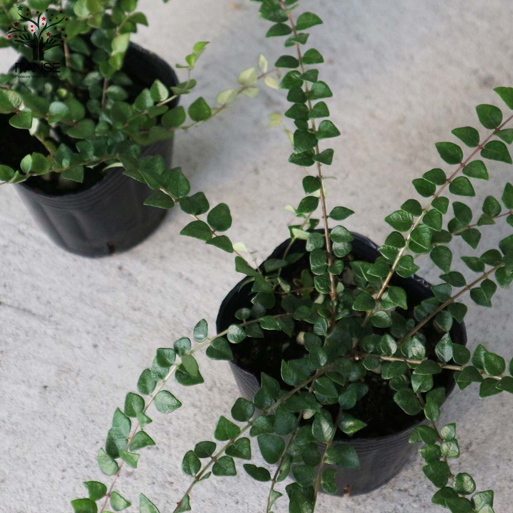 ロニセラ・レッドチップ 【庭木 3号ポット苗 花木苗／1個売り