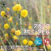 アカシア・スピニーワトル(スピネセンス) 【庭木 7号ポット大苗 花木苗／1個売り】|植木・花木