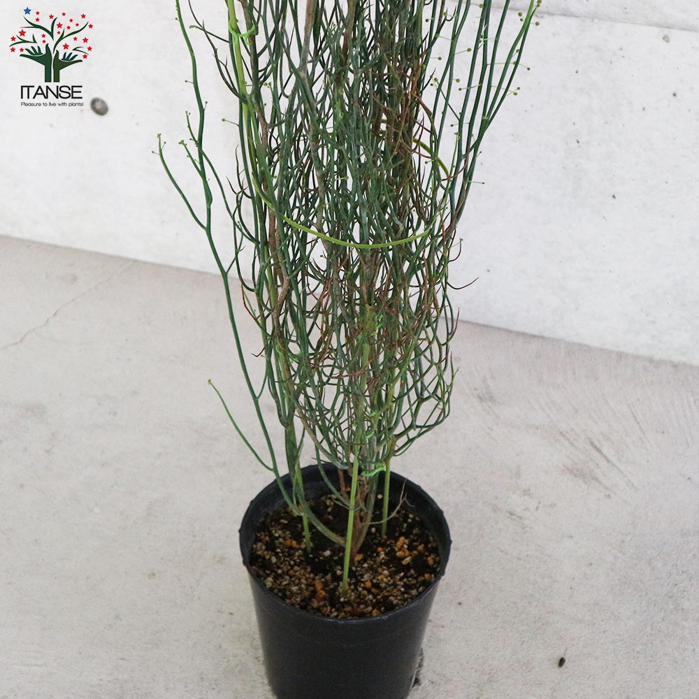 アカシア・スピニーワトル(スピネセンス) 【庭木 7号ポット大苗 花木苗