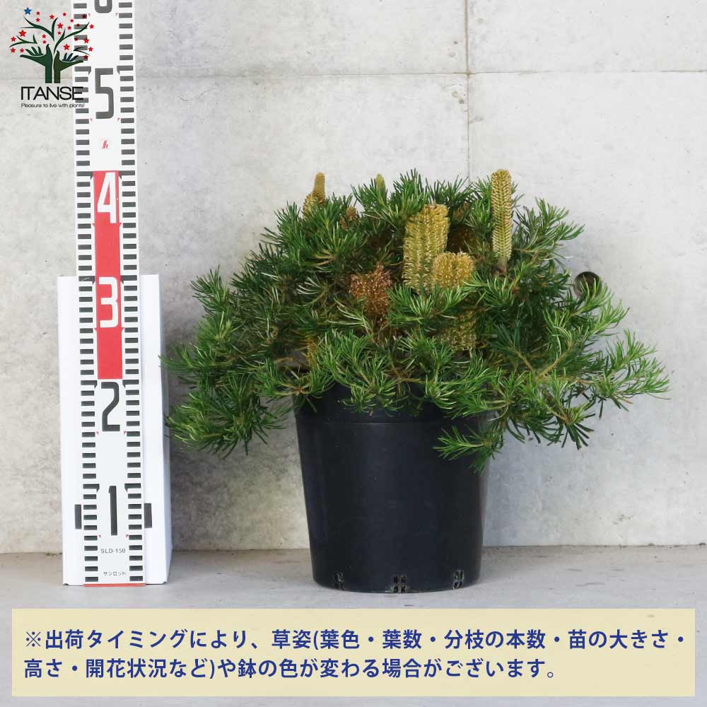 バンクシア・スピヌロサ・バースデーキャンドル 【庭木 7号鉢大苗 花木