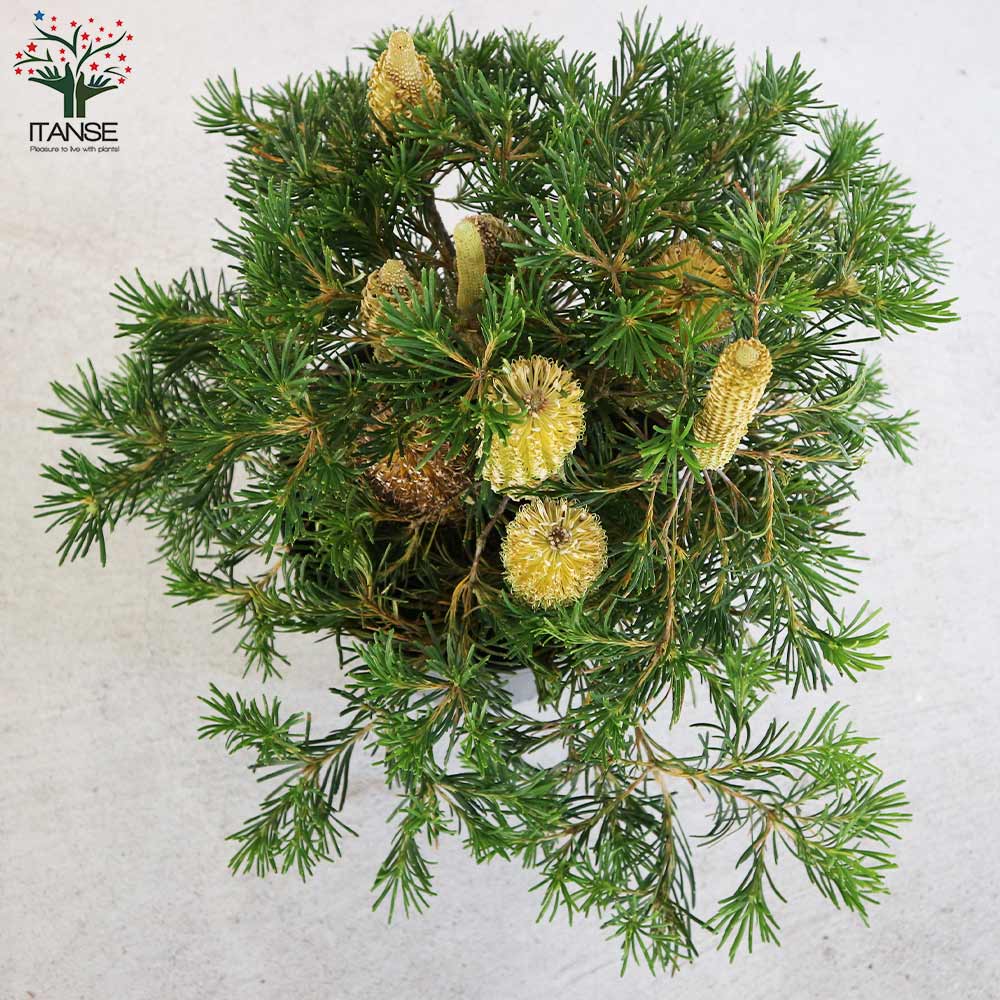 ③花芽付きバンクシア バースデーキャンドル6号鉢　大苗 観葉植物 鉢花：バンクシア バースデー キャンドル*Birthday