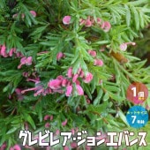 グレビレア・ジョンエバンス 【庭木 7号ポット大苗 花木苗／1個売り】|植木・花木