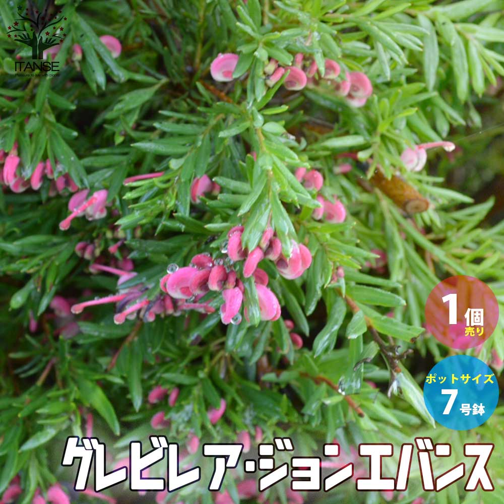 グレビレア・ジョンエバンス 【庭木 7号ポット大苗 花木苗／1個売り】