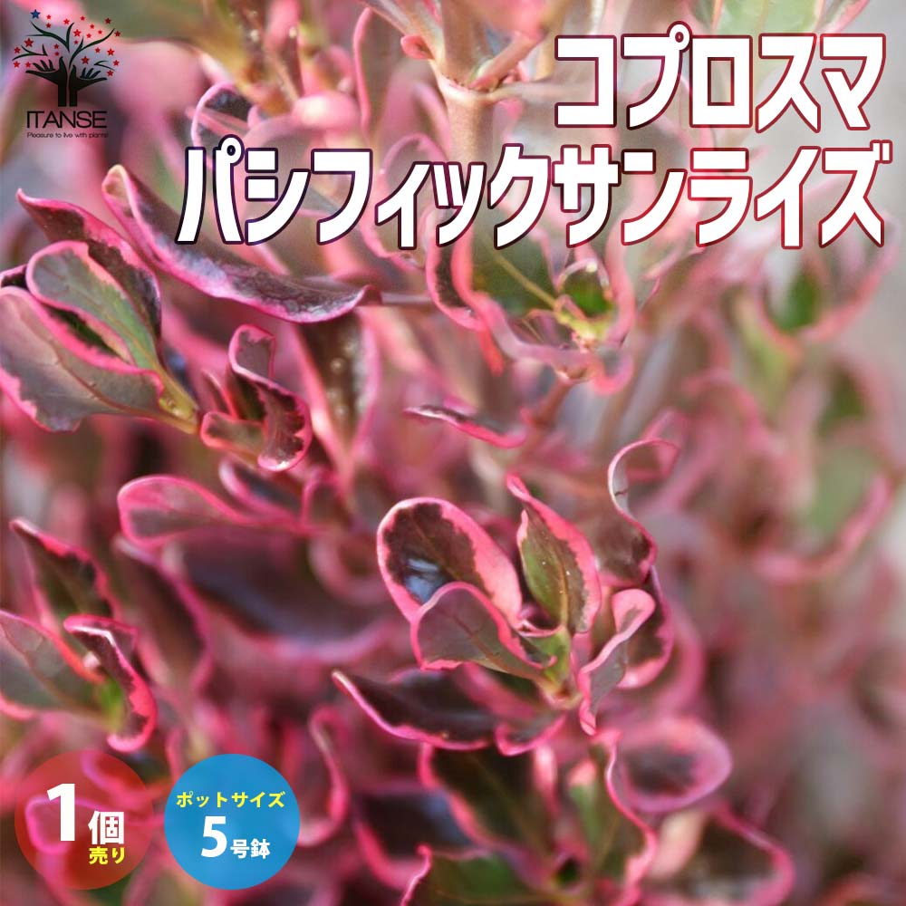 コプロスマ・パシフィックサンライズ 【庭木 5号大苗 カラーリーフ・低木／1個売り】