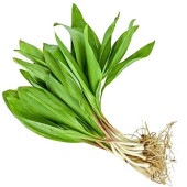 行者にんにく(ギョウジャニンニク・行者大蒜) 3株パック【袋詰め野菜球根 3株入り／1個売り】|球根類