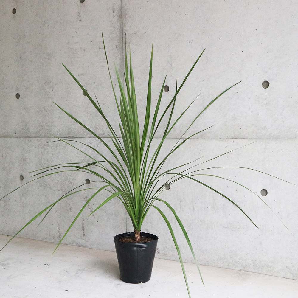 コルディリネ・オーストラリス 【庭木 6号ポット大苗 カラーリーフ／1個売り】