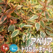 アベリア・トリカラーチャーム 【庭木 5号ポット苗 カラーリーフ・低木／1個売り】|植木・花木