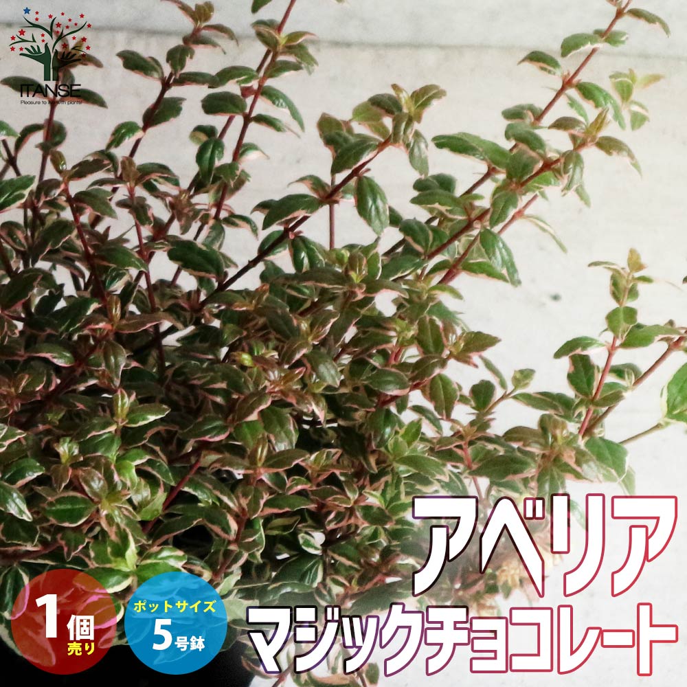 アベリア・マジックチョコレート 【庭木 5号ポット苗 カラーリーフ・低木／1個売り】