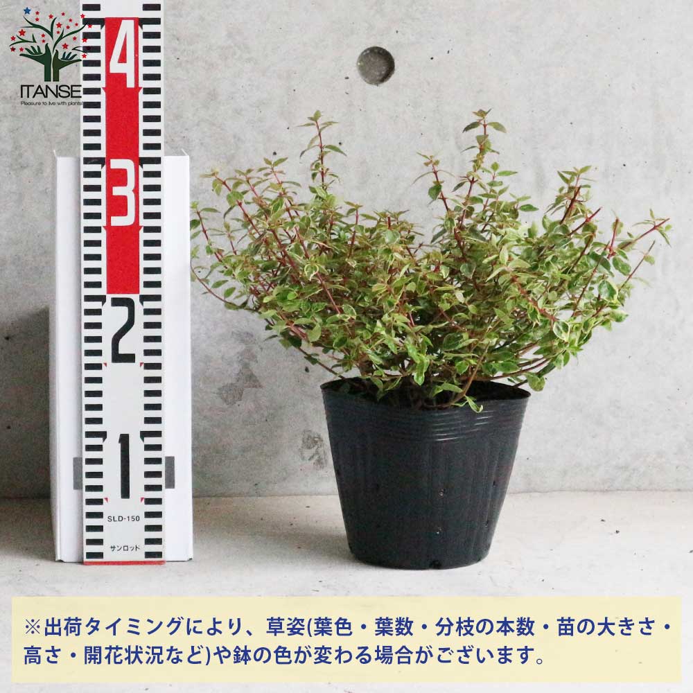 希少メウリカエデ「ベイチー」接木7号ポット苗高さ70センチ① lp_1000x1000.jpg