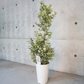 フィカス・トライアンギュラリス・スイートハート 【観葉植物 7号鉢：リビングやオフィス向きサイズ／1個売り】|観葉植物