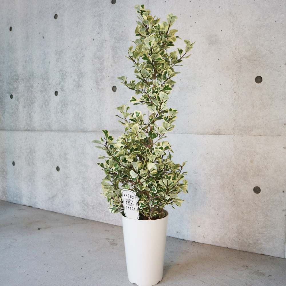 フィカス・トライアンギュラリス・スイートハート 【観葉植物 7