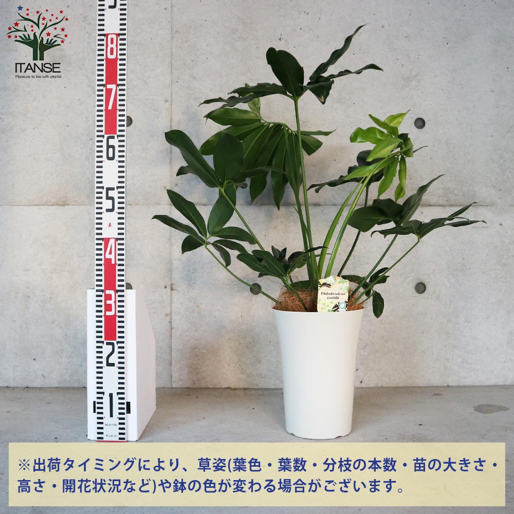 追加商品画像