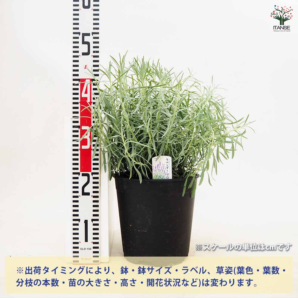 ラベンダーの苗 ラバンジン グロッソ 【ハーブの苗 7～8号鉢／1個売り