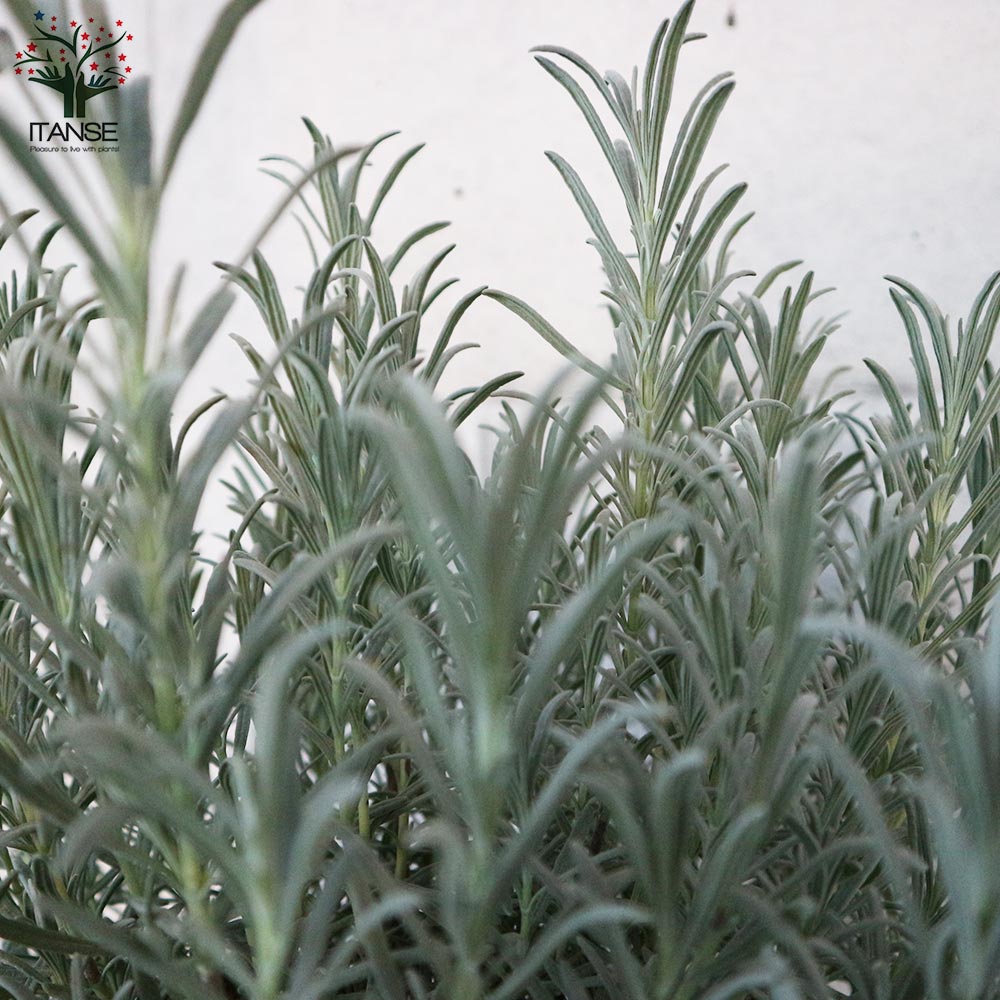 ラベンダーの苗 ラバンジン グロッソ 【ハーブの苗 8号鉢 大苗／1個