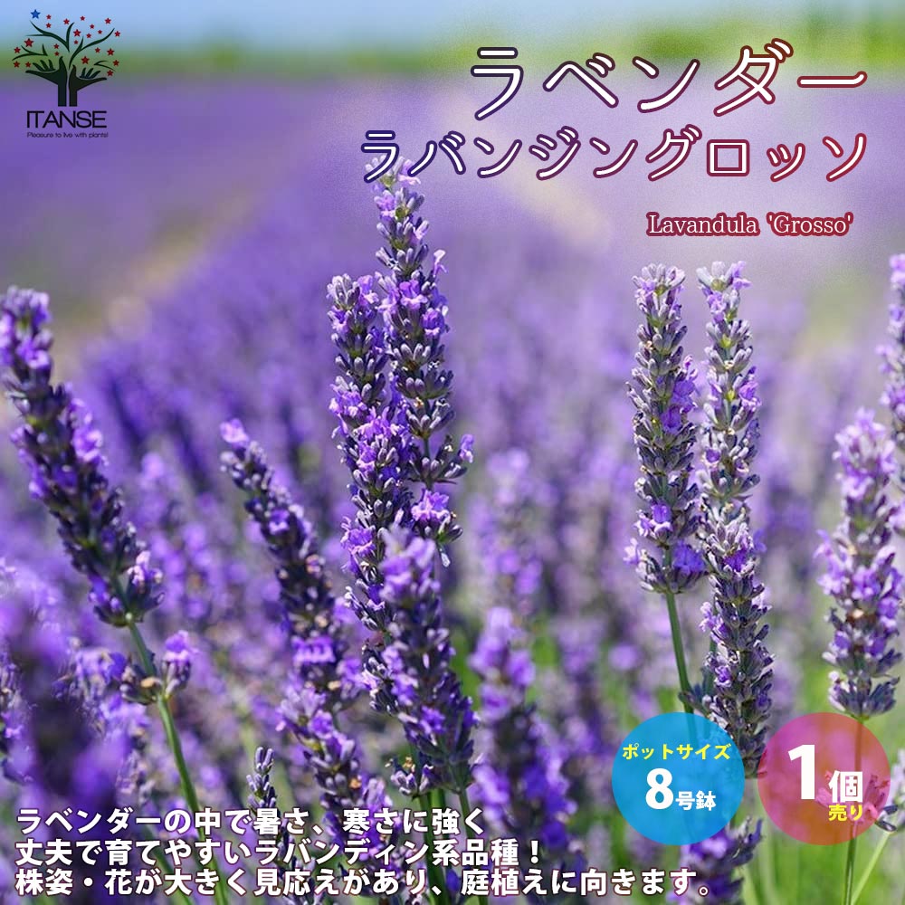 ラベンダーの苗 ラバンジン グロッソ 【ハーブの苗 8号鉢 大苗／1個