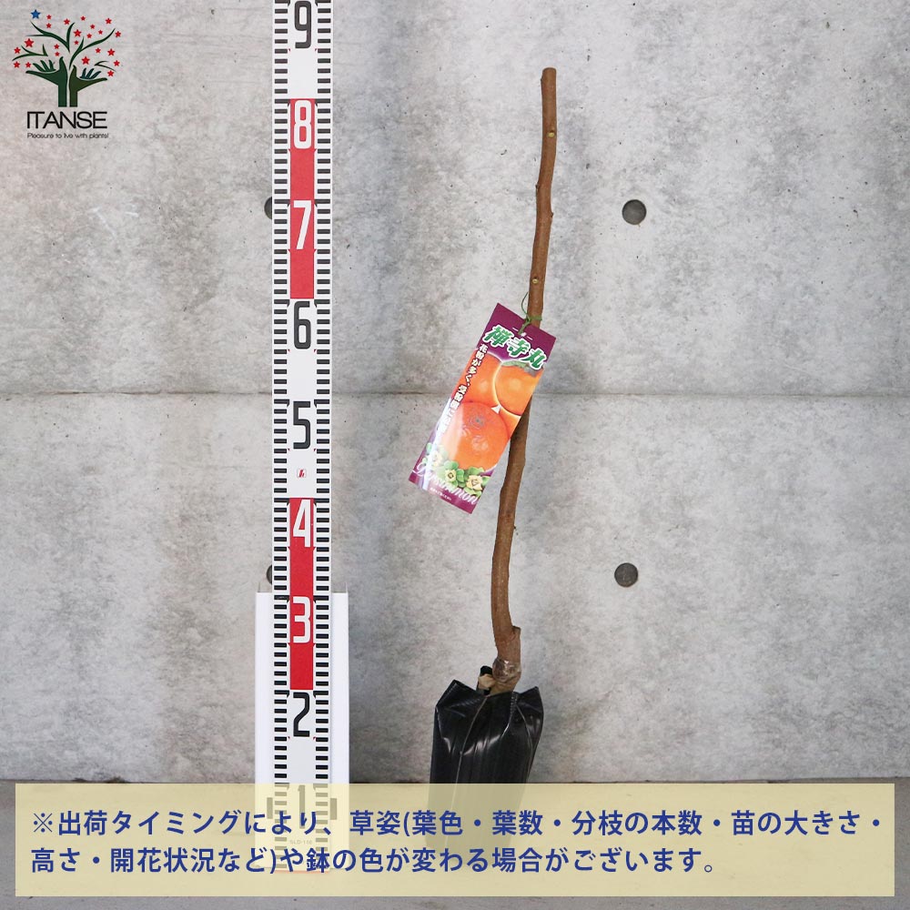柿の苗木 禅寺丸(ぜんじまる)【果樹苗／12～15cmポット接木苗／1個売り