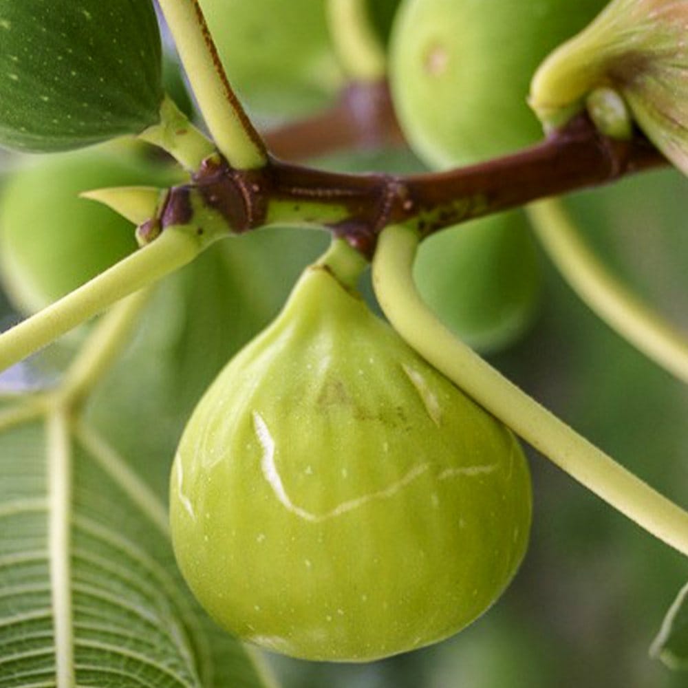 イチジクの苗木 バナーネ【果樹の苗木 12～15cmポット 1年生