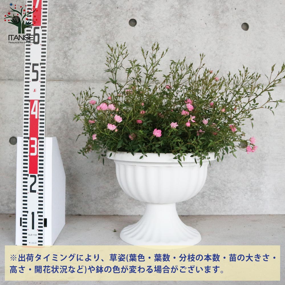 ミニ薔薇 ほほえみ【花苗 10号スタンド鉢仕立て大苗 薔薇苗/1個 ミニ薔薇 ほほえみ【花苗 10号スタンド鉢仕立て大苗 薔薇苗/1個