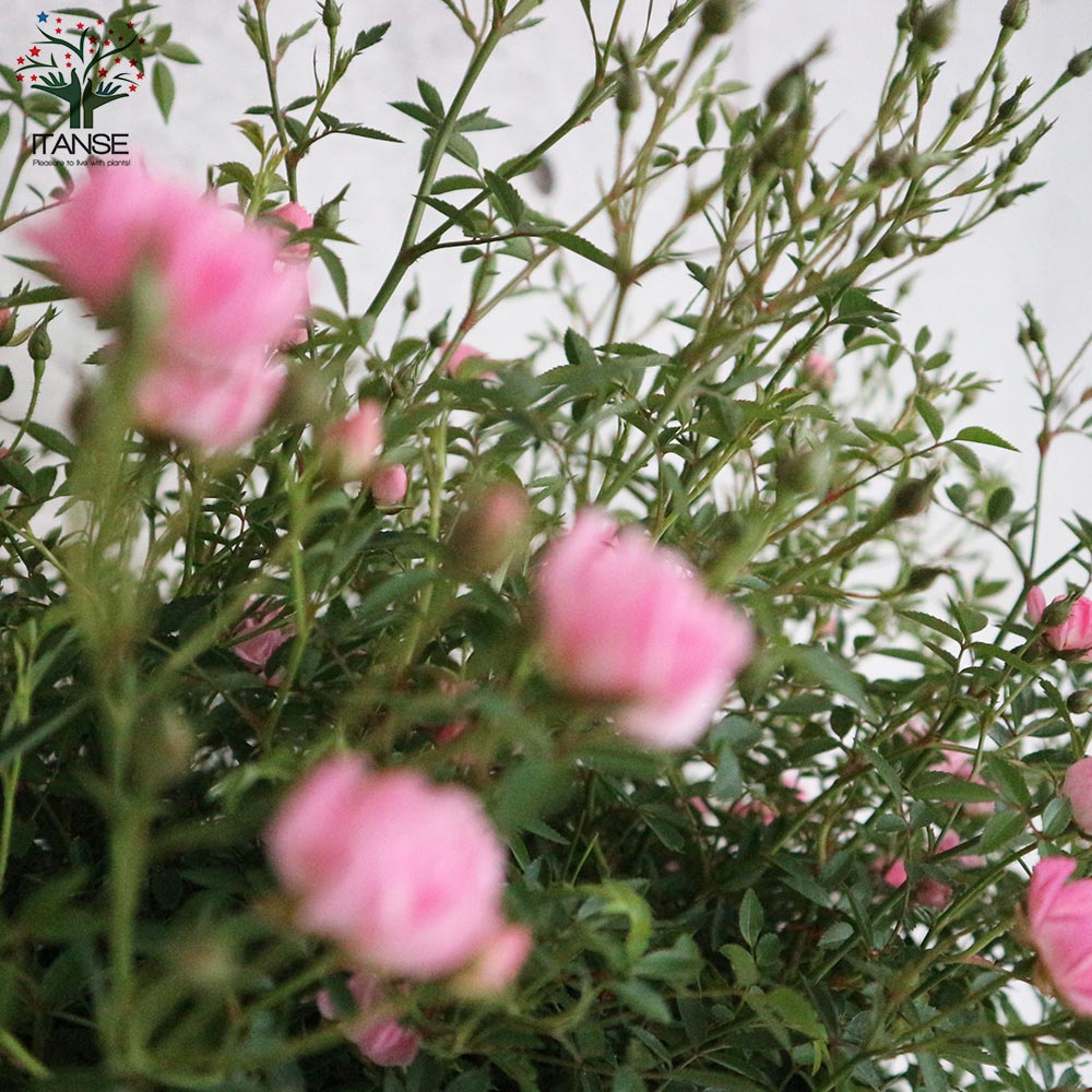 ミニ薔薇 ほほえみ【花苗 10号スタンド鉢仕立て大苗 薔薇苗／1個売り