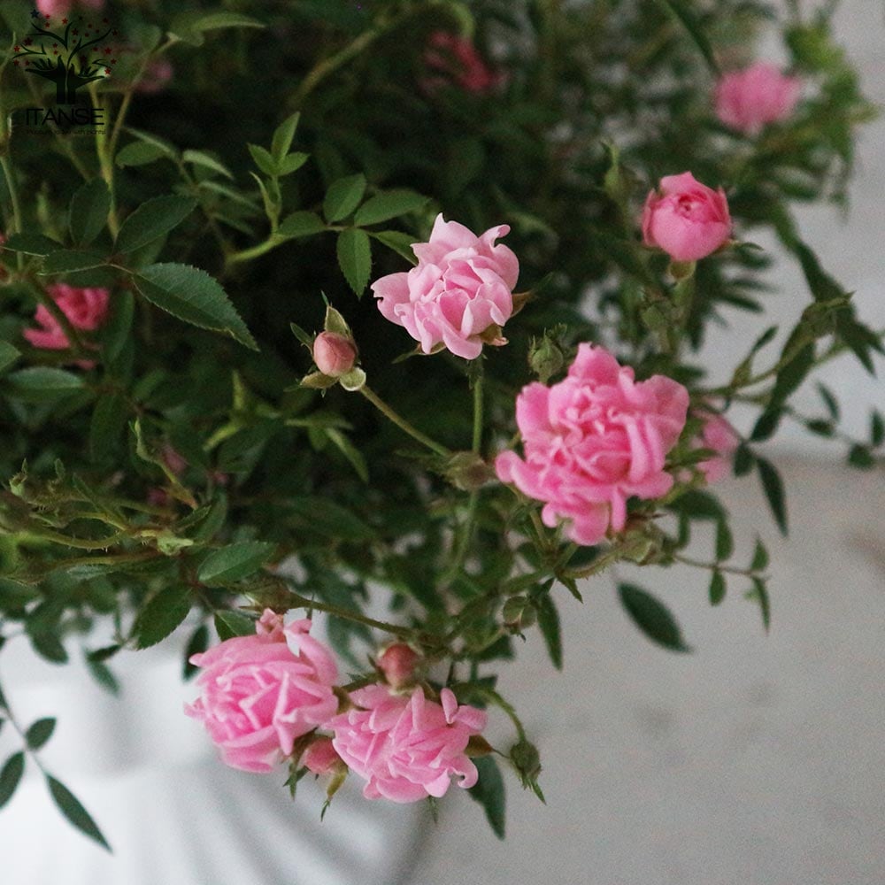ミニ薔薇 ほほえみ【花苗 10号スタンド鉢仕立て大苗 薔薇苗／1個売り