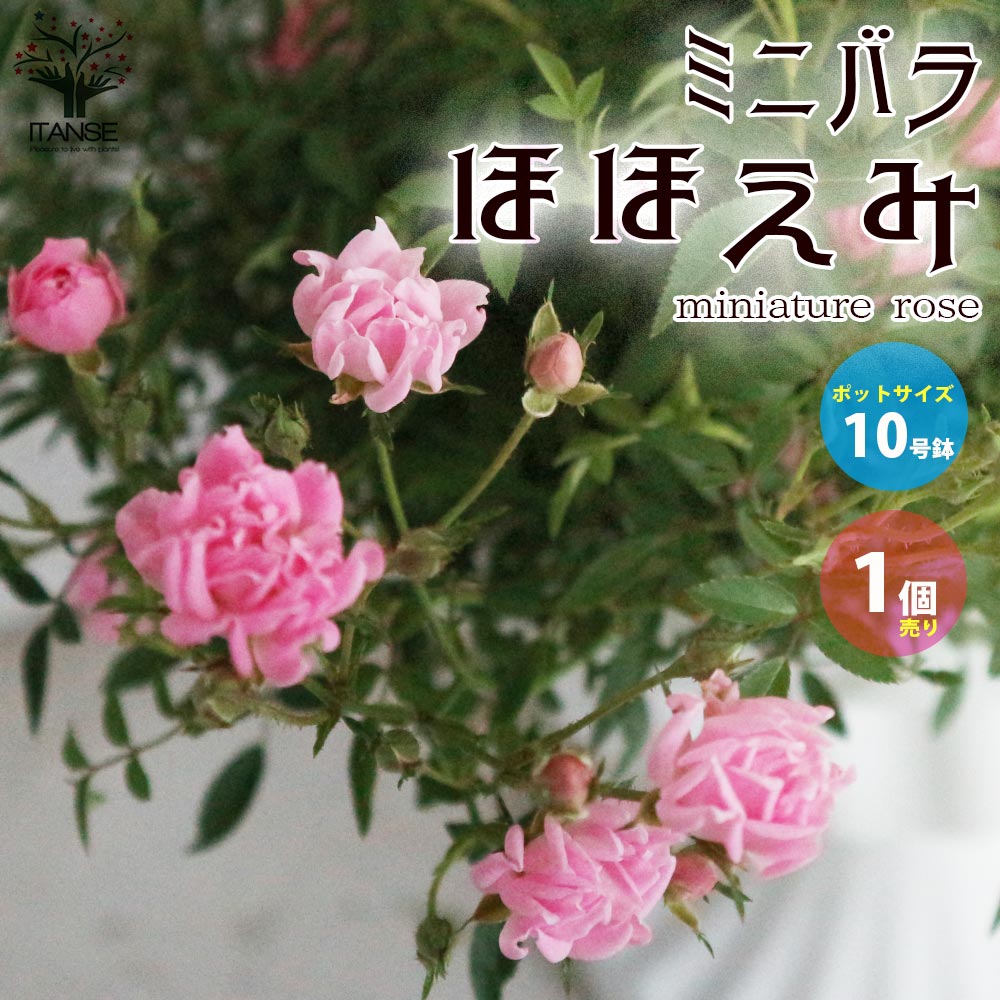 10000円ミニ バラ 薔薇 苗 10種セット ＋α PVP 登録商標 正規品 バラ苗 四季咲き性 ゼプティPVP 1株 : 花と緑 国華園 - 通販 - Yahoo