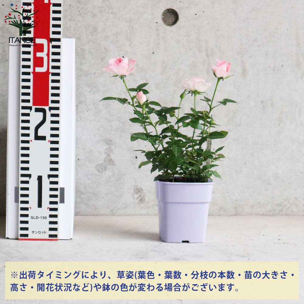 ミニ薔薇 チュチュ・オプティマ【花苗 3.5号鉢 薔薇苗／1個売り