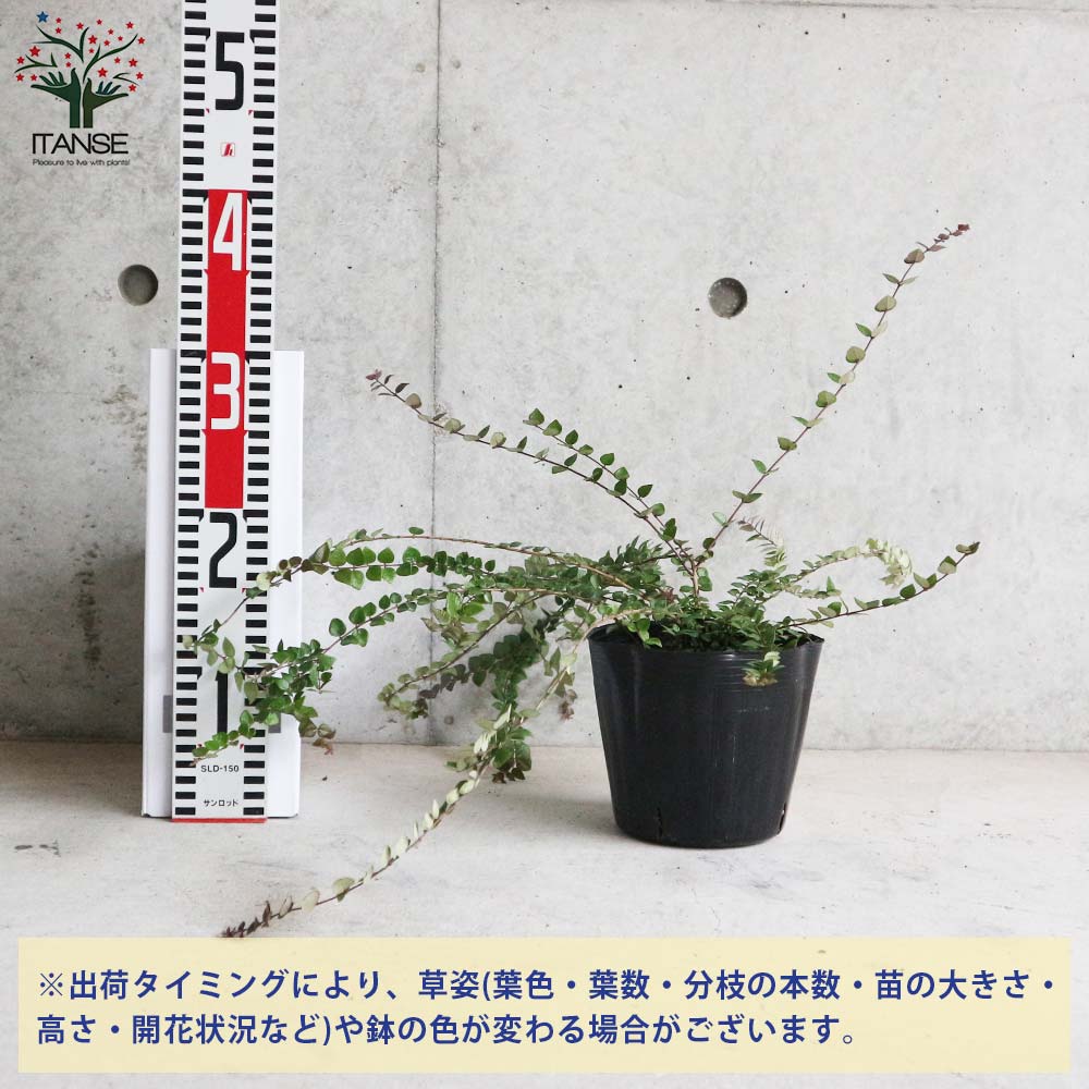 ロニセラ・レッドチップ 【庭木 5号ポット大苗 花木苗／1個売り