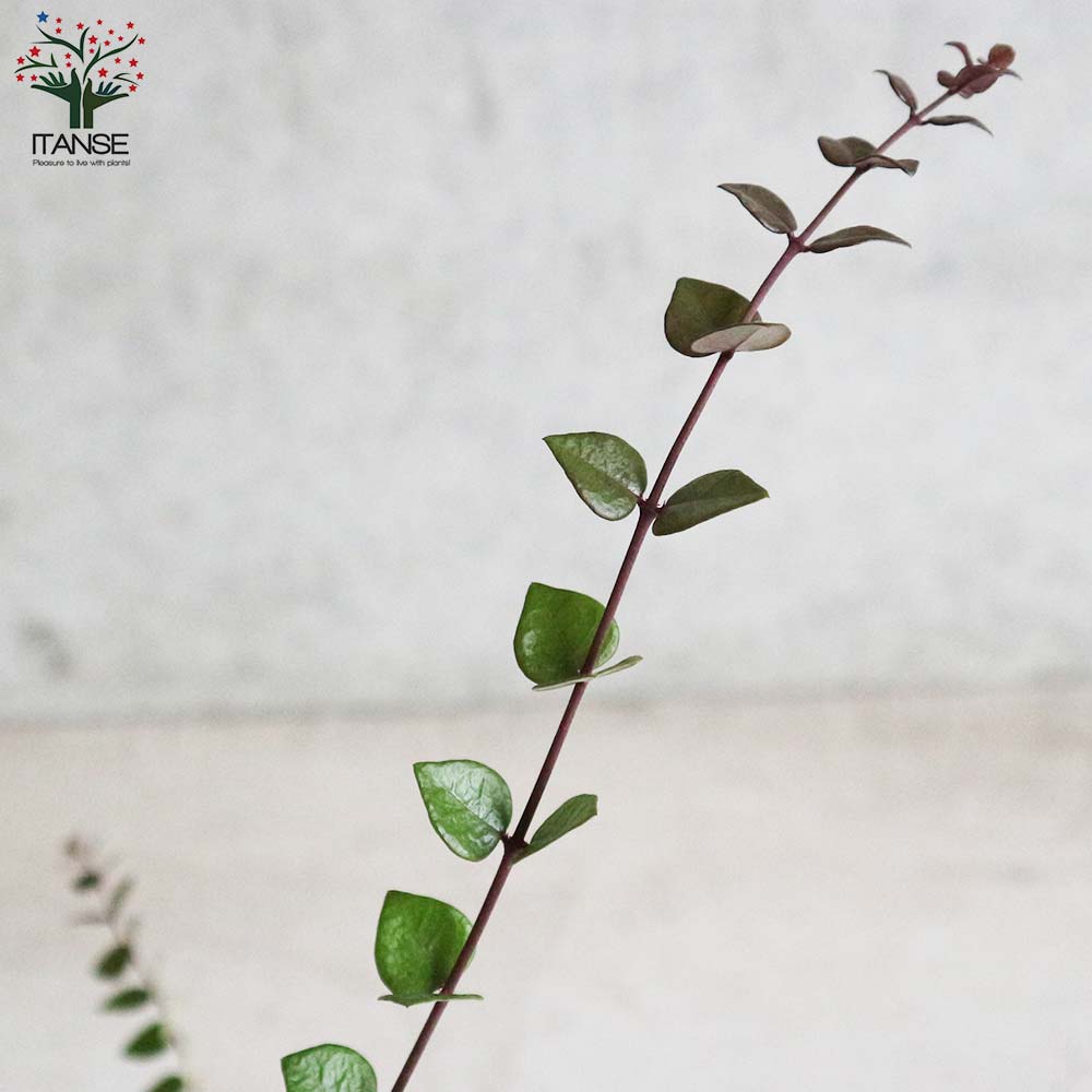 ロニセラ・レッドチップ 【庭木 5号ポット大苗 花木苗／1個売り