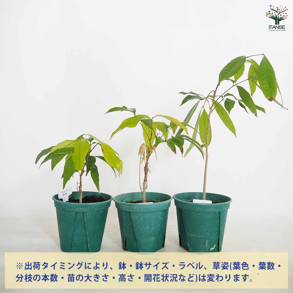 ライチ　レイシ　黒葉　くろば　開花中　取り木苗　大サイズ レイシ・ライチ 黒葉種 苗 販売 苗木部 By 花ひろばオンライン
