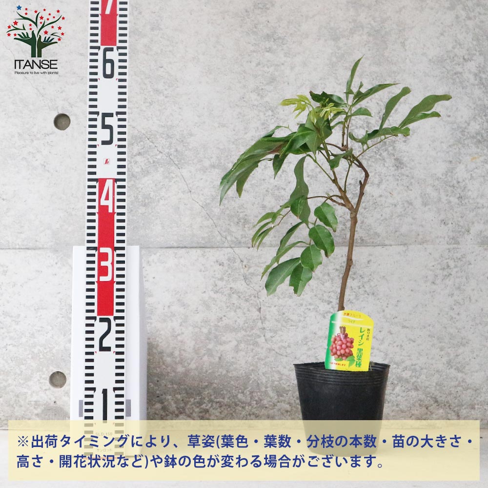 植物のＩＴＡＮＳＥ】全品送料無料・即出荷!