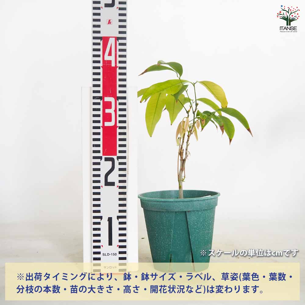 ライチの苗木 すずなり黒葉ライチ(コクヨウライチ)【果樹の苗木 13.5