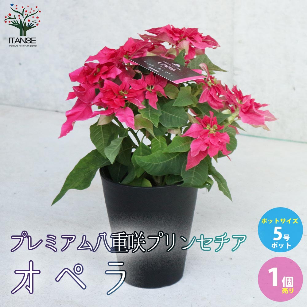 プレミアム八重咲プリンセチア オペラ 【花苗 5号鉢／1個売り】