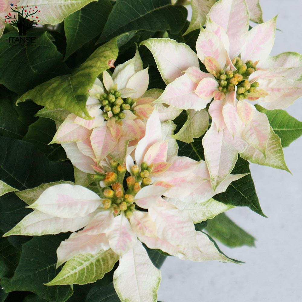 プレミアム八重咲プリンセチア ロゼマーブル【花苗 5号鉢／1個売り