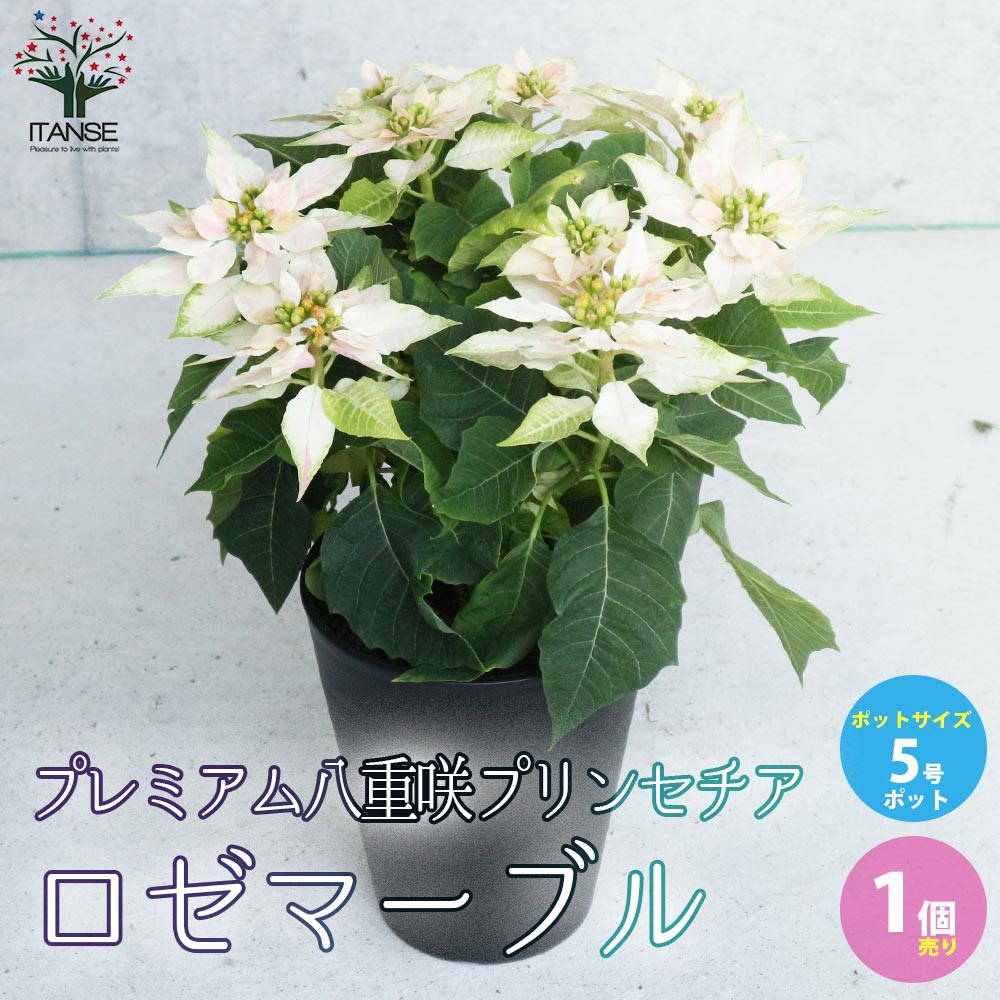 プレミアム八重咲プリンセチア ロゼマーブル【花苗 5号鉢／1個売り】