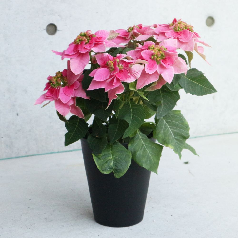 プレミアム八重咲プリンセチア ローザ【花苗 5号鉢／1個売り】