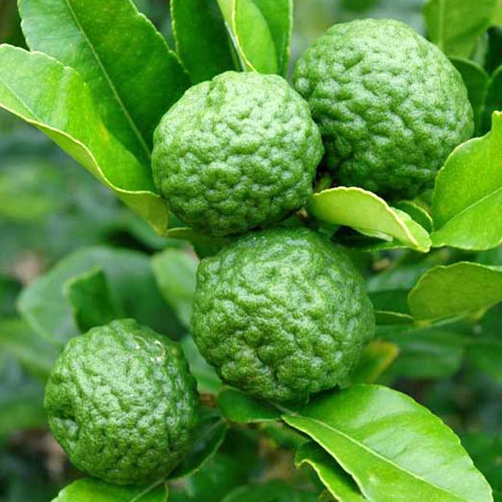 コブミカンの苗木2年生 コブミカンの苗木【果樹 2年生挿し木苗 6号角鉢大苗／1個】｜ 【植物の