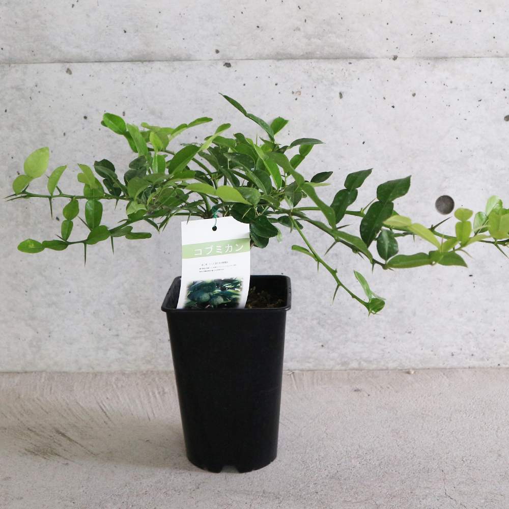 コブミカンの苗木【果樹 2年生挿し木苗 6号角鉢大苗／1個】