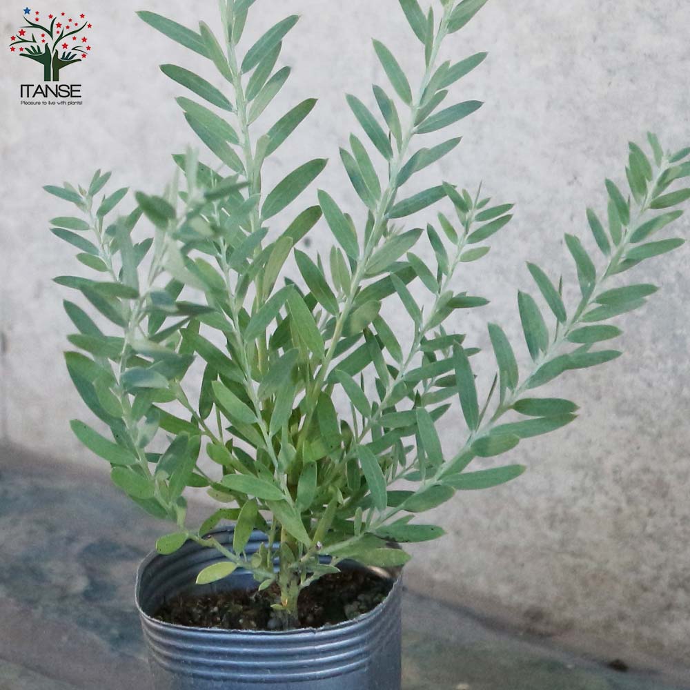 ブルーブッシュ/ 519 アカシア ブルーブッシュ 【庭木 2.5号ポット 花木／1個売り