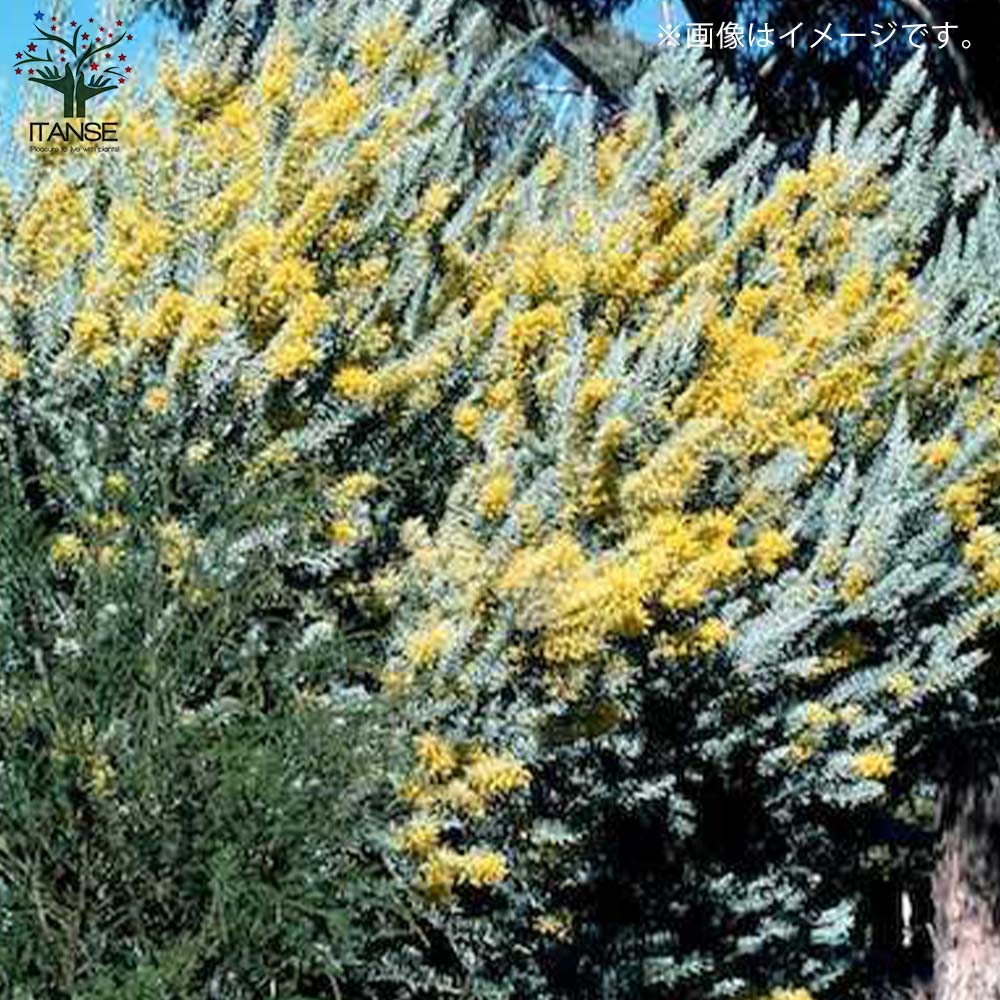 アカシア ブルーブッシュ 【庭木 2.5号ポット 花木／1個売り