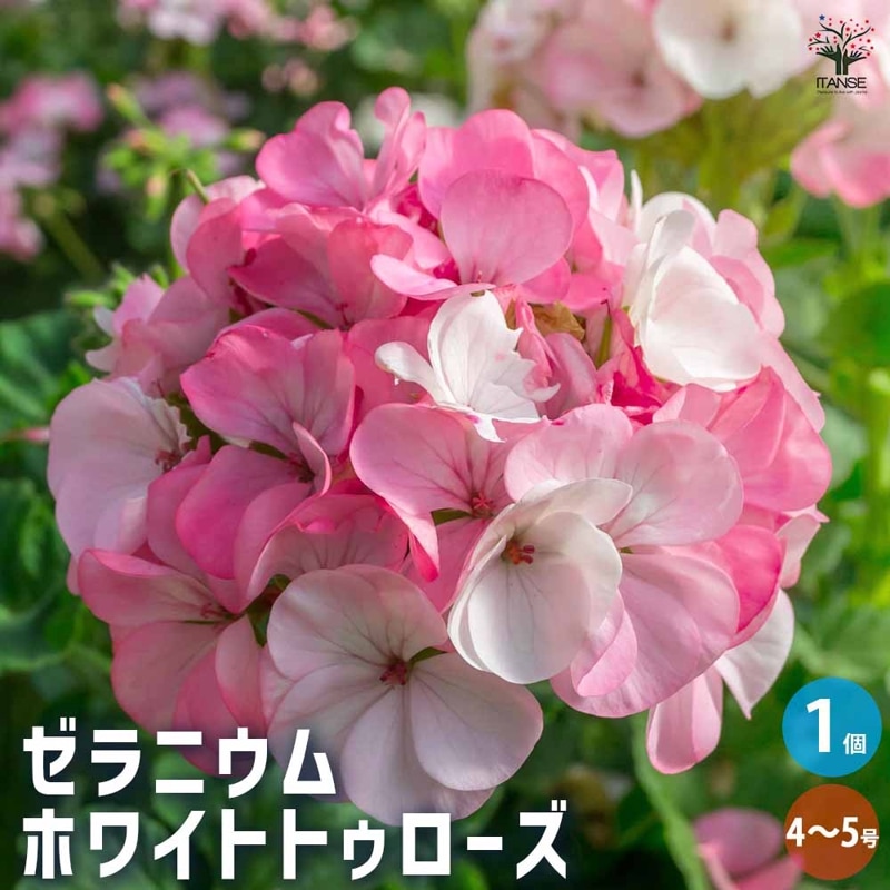 優くすらぶ　ゼラニウム　150g 2本 優くすらぶ ゼラニウム 150g 2本 楽天市場】ゼラニューム（花