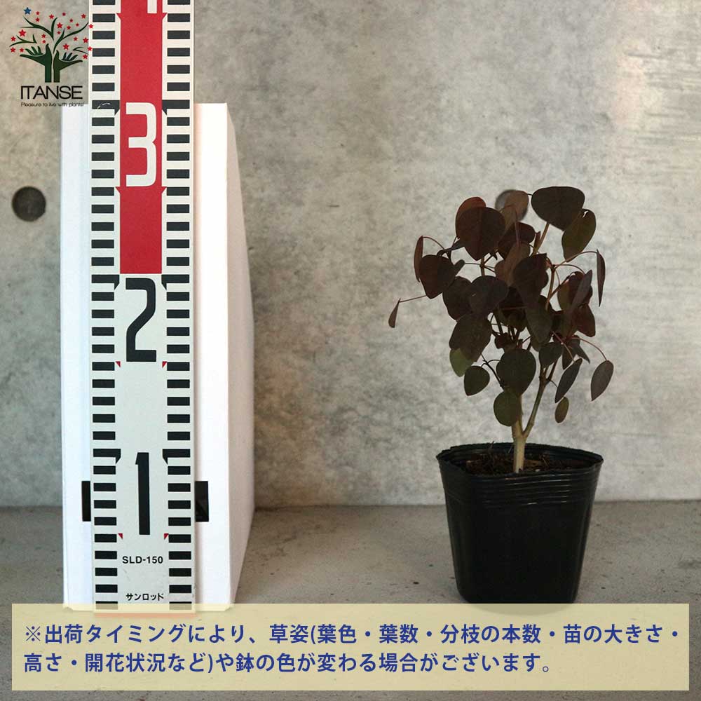 ユーフォルビア・コティニフォリア・チョコリーフ【花苗 3.5号ポット