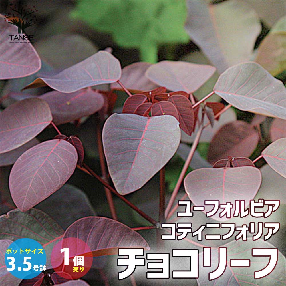 ユーフォルビア・コティニフォリア・チョコリーフ【花苗 3.5号ポット 低木・寄せ植え材料／1個売り】
