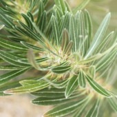 パキポディウム デンシフローラム【観葉植物 2.5号ミニサイズ 塊根植物・珍奇植物・多肉植物／1個売り】|観葉植物