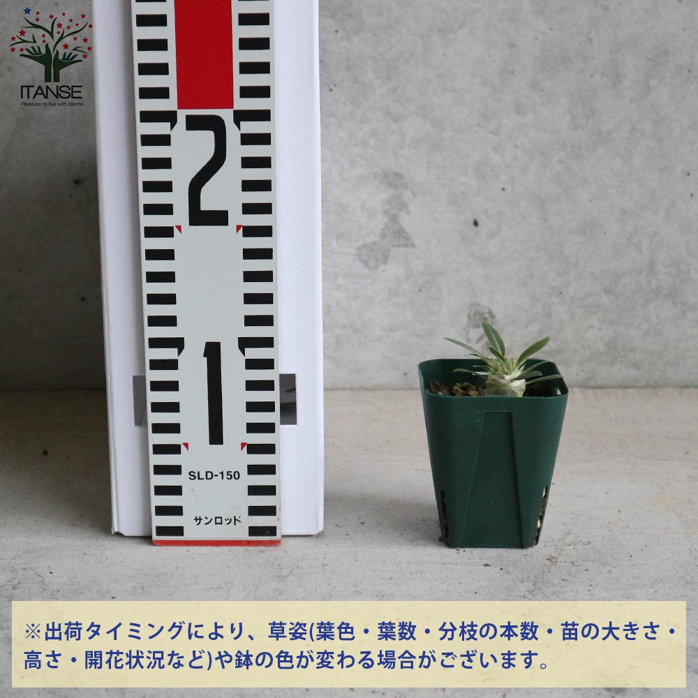 パキポディウム デンシフローラム【観葉植物 2.5号ミニサイズ 塊根植物