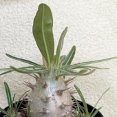 パキポディウム カクチペス【観葉植物 2.5号ミニサイズ 塊根植物・珍奇植物・多肉植物／1個売り】|観葉植物