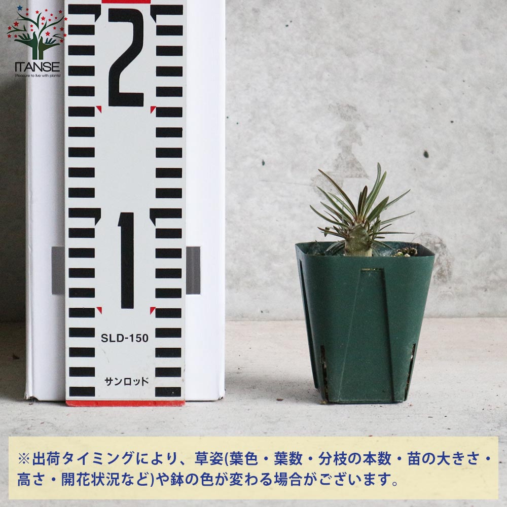パキポディウム カクチペス【観葉植物 2.5号ミニサイズ 塊根植物